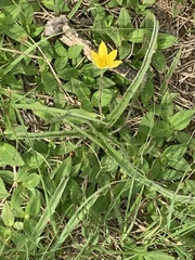 Hypoxis hemerocallidea