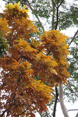 Swietenia macrophylla
