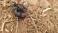 Brachycerus obesus