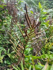 Blechnum camfieldii