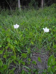 Ruellia noctiflora