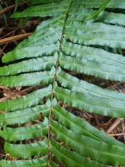 Blechnum camfieldii