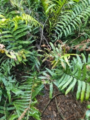 Blechnum camfieldii