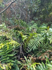 Blechnum camfieldii