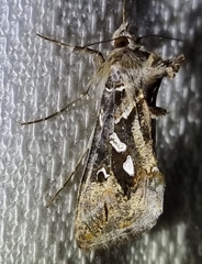 Chrysodeixis argentifera