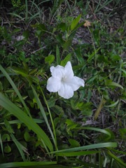 Ruellia noctiflora