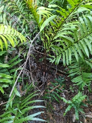 Blechnum camfieldii