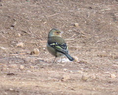 Fringilla coelebs coelebs