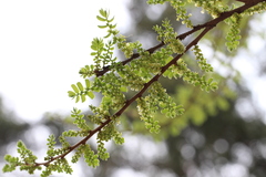Phyllanthus emblica