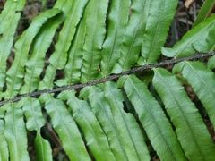 Blechnum camfieldii