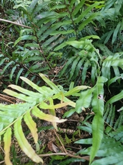 Blechnum camfieldii