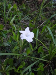 Ruellia noctiflora