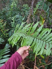 Blechnum camfieldii