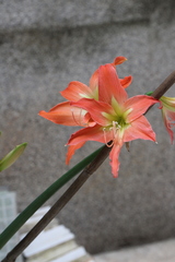 Hippeastrum