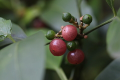 Glycosmis parviflora