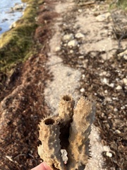 Callyspongia aculeata