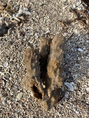 Callyspongia aculeata