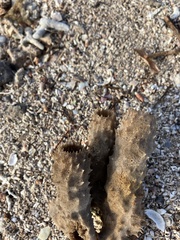 Callyspongia aculeata