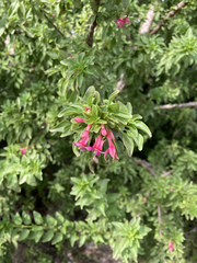 Fuchsia lycioides
