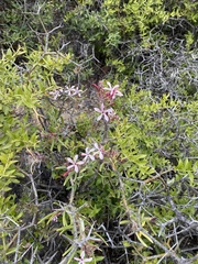 Pachypodium succulentum