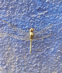 Bradinopyga geminata