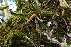 Pyrrosia lingua