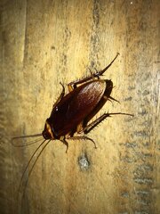 Periplaneta americana