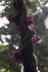 Mucuna sempervirens