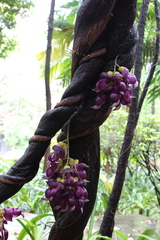 Mucuna sempervirens