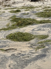 Syringodium filiforme