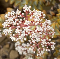 Crassula rupestris