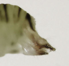 Cryptoneossa triangula