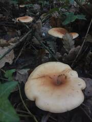 Paralepista flaccida