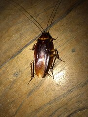Periplaneta americana