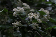 Photinia benthamiana