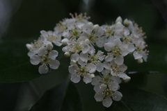 Photinia benthamiana