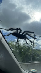 Avicularia avicularia