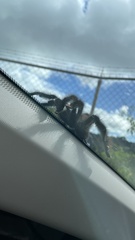 Avicularia avicularia