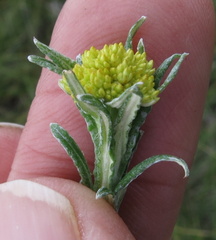 Helichrysum splendidum