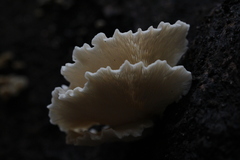 Hohenbuehelia petaloides