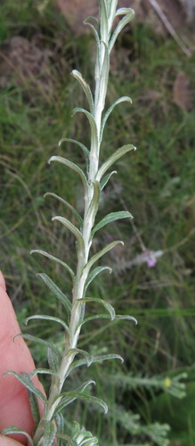 Image of Helichrysum splendidum by no rights reserved