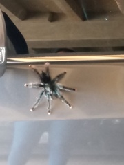 Avicularia avicularia