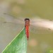 Fiery Darter - Photo (c) Diane, some rights reserved (CC BY-NC), uploaded by Diane