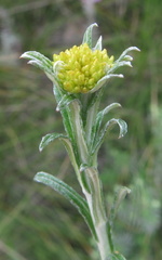 Helichrysum splendidum