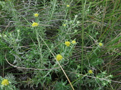 Helichrysum splendidum