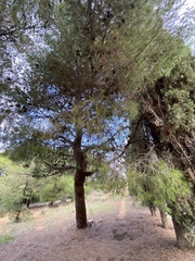 Pinus halepensis