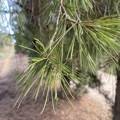 Pinus halepensis
