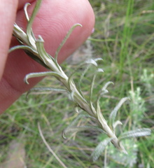Helichrysum splendidum