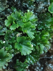 Crepidomanes minutum