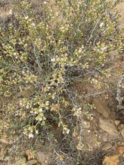 Ruschia multiflora